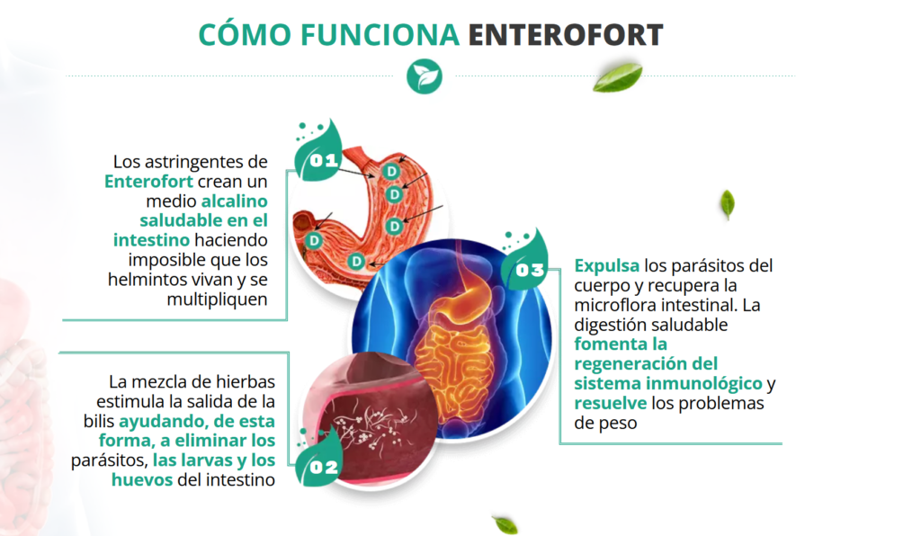 Enterofort Chile: ¿Cómo funciona realmente? Reseñas Precio
